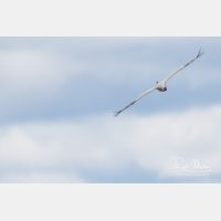 4651 x 3101_Px _RM_170606_MG_5898.jpg