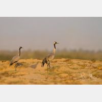 4679 x 3119_Px _RM_130208_MG_4100.jpg