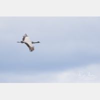 4679 x 3120_Px _RM_170606_MG_5883.jpg