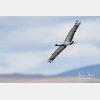 4703 x 3135_Px _RM_170606_MG_5903.jpg