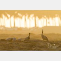 4748 x 3165_Px _RM_130208_MG_4077.jpg