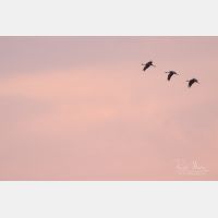 4797 x 3198 Px   _RM_190609_D2_0265.jpg