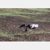 4973 x 3316_Px _RM_170607_MG_8040.jpg