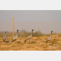 4984 x 3323_Px _RM_130208_MG_4105.jpg