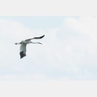 3689 x 2459_Px _RM_170604_MG_2600.jpg