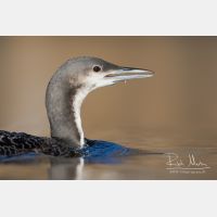 3995 x 2663_Px _RM_151223_MG_0585_b.jpg