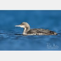 4177 x 2785_Px _RM_151223_MG_0301_b.jpg