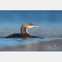 4356 x 2904_Px _RM_151223_MG_0607_b.jpg