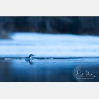 4374 x 2916_Px _RM_151223_MG_9297.jpg