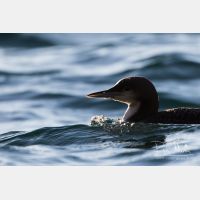 4534 x 3023_Px _RM_151223_MG_0638.jpg