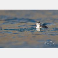 4550 x 3034_Px _RM_151223_MG_0099.jpg