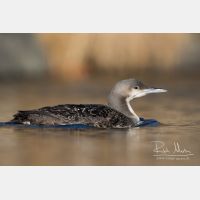 4604 x 3069_Px _RM_151223_MG_0452.jpg