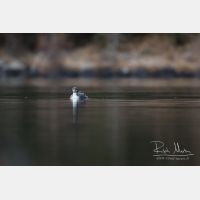 4736 x 3158_Px _RM_151223_MG_0778.jpg