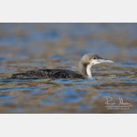 4739 x 3159_Px _RM_151223_MG_0002.jpg