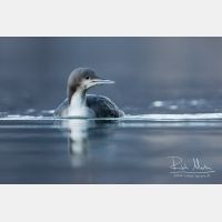 4851 x 3234_Px _RM_151223_MG_0742.jpg