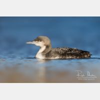 4877 x 3252_Px _RM_151223_MG_0504_b.jpg