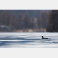 4966 x 3311_Px _RM_151222_MG_9232.jpg