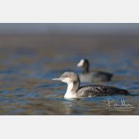 4971 x 3314_Px _RM_151223_MG_9949.jpg