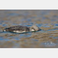 5046 x 3364_Px _RM_151223_MG_0009.jpg