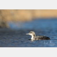 5054 x 3370_Px _RM_151223_MG_0350.jpg