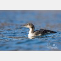 5078 x 3386_Px _RM_151223_MG_9976.jpg