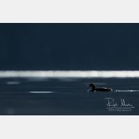 5098 x 3399_Px _RM_151222_MG_9243.jpg