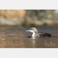 5208 x 3472_Px _RM_151223_MG_0379.jpg