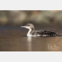 5271 x 3514_Px _RM_151223_MG_0513.jpg