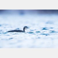 5445 x 3630_Px _RM_151223_MG_9496.jpg