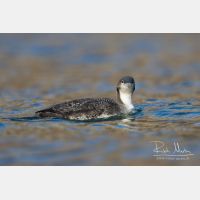 5472 x 3648_Px _RM_151223_MG_0016.jpg