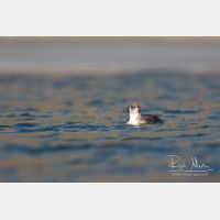 5472 x 3648_Px _RM_151223_MG_9834.jpg