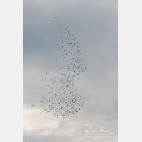 2235 x 3352_Px _RM_100408_MG_8478.jpg