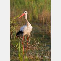 3081 x 4621_Px _RM_130830_MG_5101.jpg