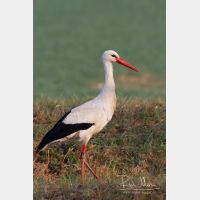 3232 x 4848_Px _RM_120325_MG_7161.jpg