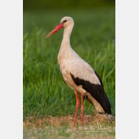 3288 x 4932_Px _RM_140502_MG_9951.jpg