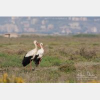 3374 x 2249_Px _RM_100403_MG_3676.jpg