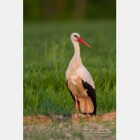 3375 x 5062_Px _RM_140502_MG_9941.jpg