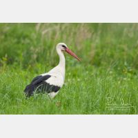 3400 x 2267_Px _RM_110609_MG_1530.jpg