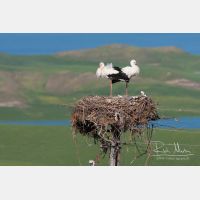 3434 x 2289_Px _RM_100410_MG_9809.jpg