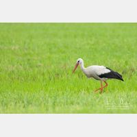 3564 x 2376_Px _RM_110609_MG_1542.jpg