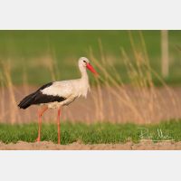 4035 x 2690_Px _RM_140425_MG_0093.jpg