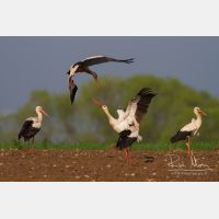 4542 x 3028_Px _RM_140427_MG_1364.jpg