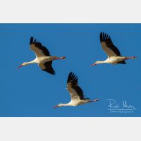 4554 x 3036_Px _RM_140220_MG_8961.jpg