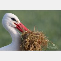 4562 x 3041_Px _RM_120325_MG_7110.jpg