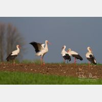 4599 x 3066_Px _RM_140427_MG_1350.jpg