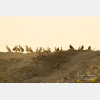 4659 x 3106_Px _RM_130209_MG_4206.jpg