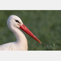 4688 x 3126_Px _RM_120325_MG_7124.jpg