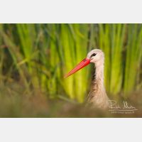 4716 x 3144_Px _RM_130830_MG_5077.jpg