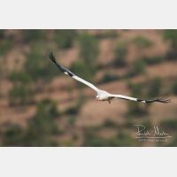 4716 x 3144_Px _RM_140312_MG_3529.jpg