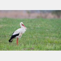 4869 x 3246_Px _RM_140427_MG_1476.jpg